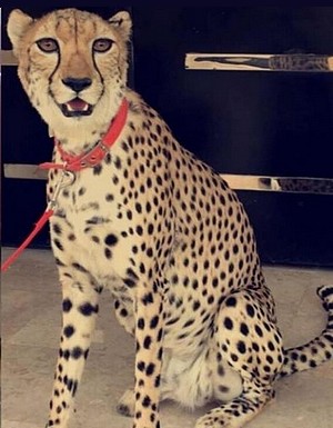 Pet Cheetah