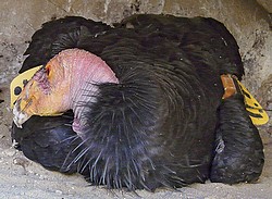 Condor Sleeping