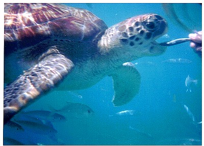 Feeding Turtle