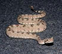 Sidewinder in Road
