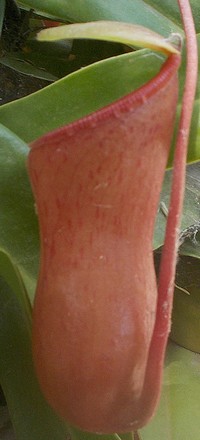 Nepenthes Ventricosa Pitcher